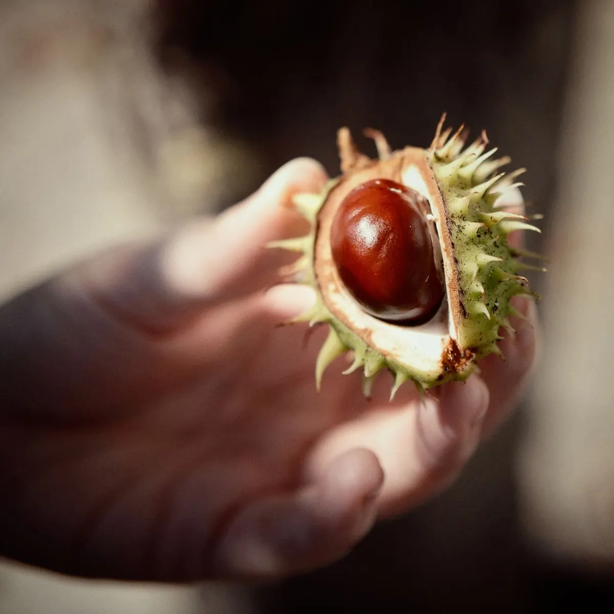 5 Common Mistakes When Stringing a Conker (and How to Avoid Them)