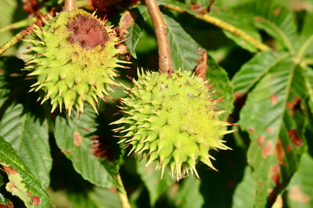 New Research on Horse Chestnut Diseases: What It Means for Conker Players