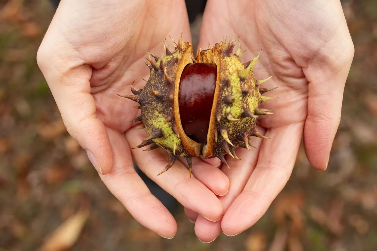 The History of Conkers: From Ancient Games to Modern Britain